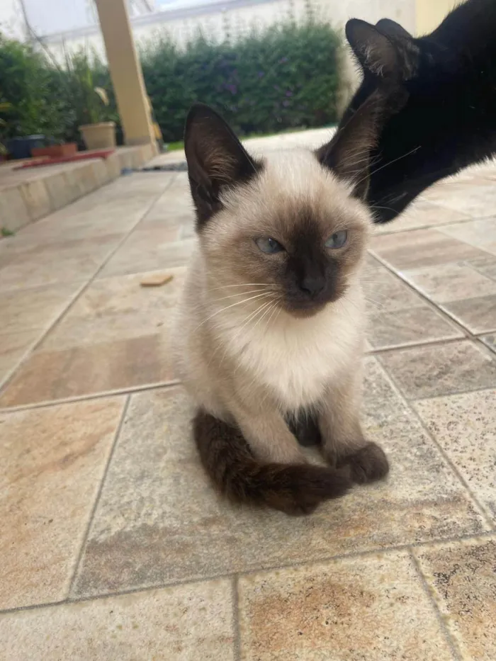 Gato ra a SRD-ViraLata idade 2 a 6 meses nome Sem nome ainda