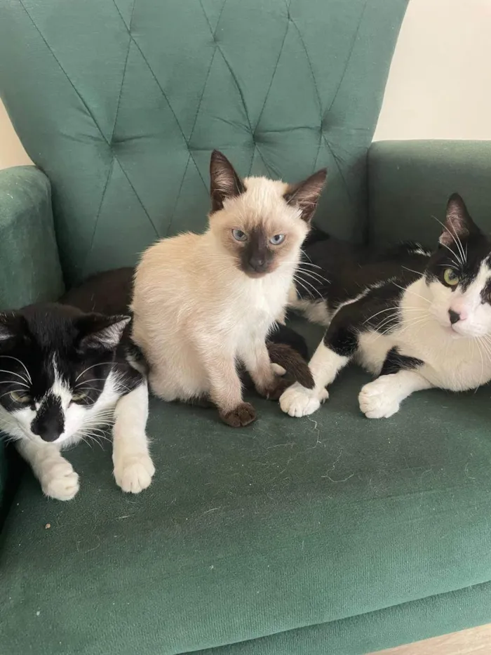 Gato ra a SRD-ViraLata idade 2 a 6 meses nome Sem nome ainda