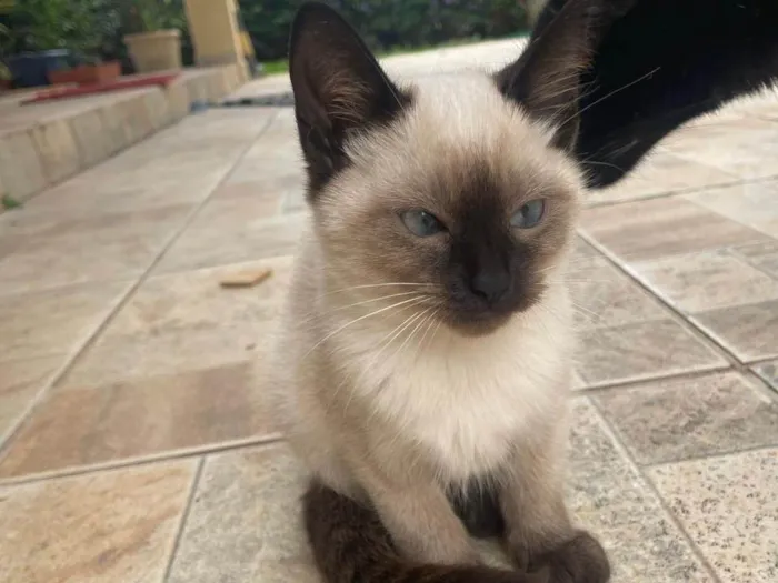 Gato ra a SRD-ViraLata idade 2 a 6 meses nome Sem nome ainda