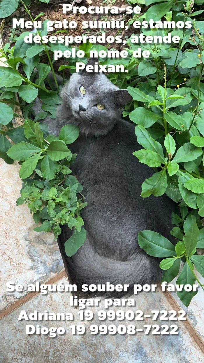 Gato ra a Exótico idade 1 ano nome Peixan