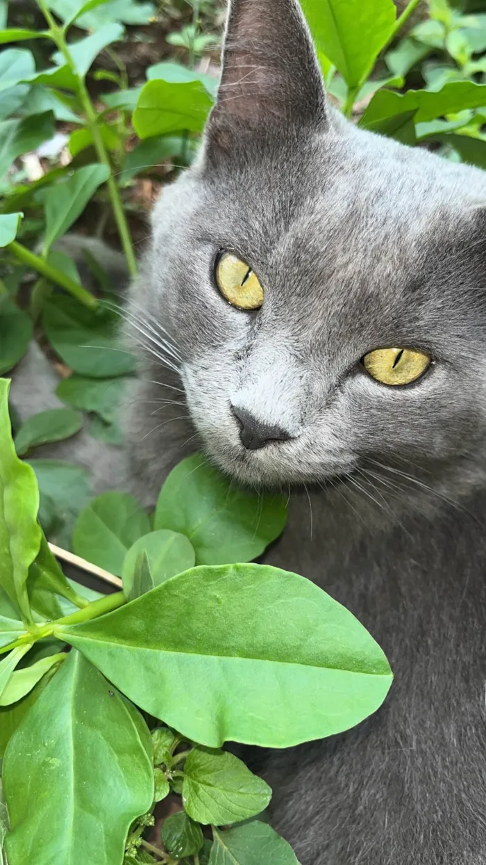 Gato ra a Exótico idade 1 ano nome Peixan
