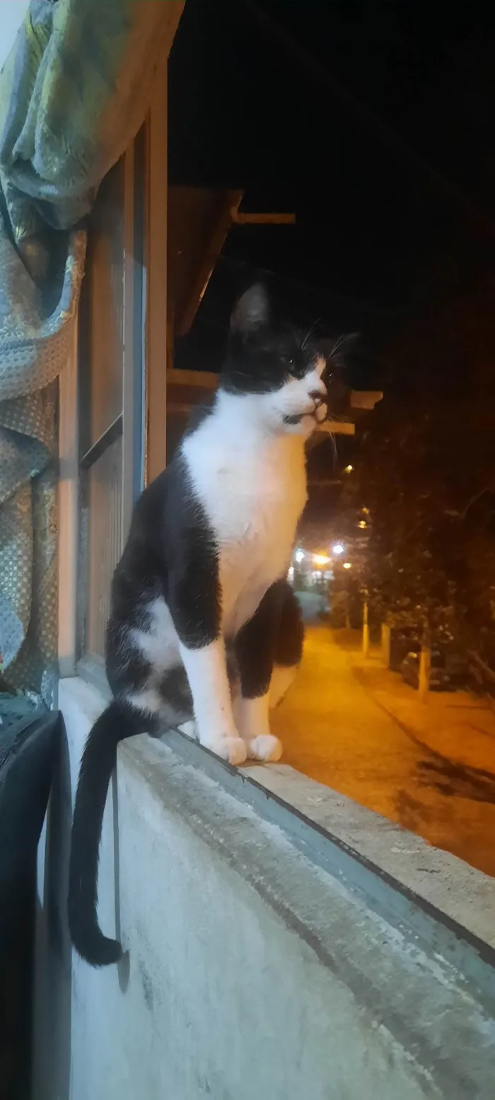 Gato ra a SRD-ViraLata idade 2 anos nome Pantera