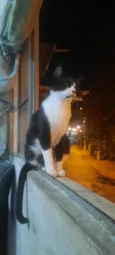 Pantera