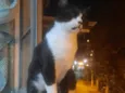 Pantera