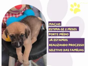 Cachorro raça SRD-ViraLata idade Abaixo de 2 meses nome Sam Whippet