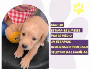 Cachorro raça SRD-ViraLata idade Abaixo de 2 meses nome Gilber Patas