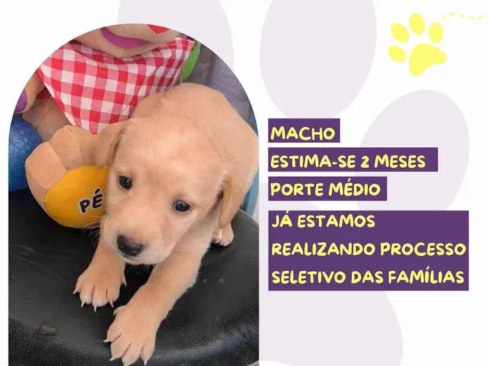 Cachorro ra a SRD-ViraLata idade Abaixo de 2 meses nome Gilber Patas