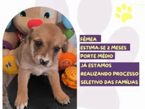 Cachorro raça SRD-ViraLata idade Abaixo de 2 meses nome Tag Patas