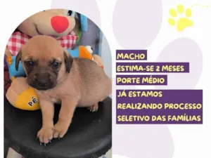 Cachorro raça SRD-ViraLata idade Abaixo de 2 meses nome Tag Barker