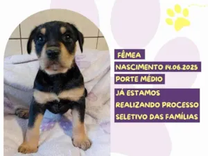 Cachorro raça SRD-ViraLata idade Abaixo de 2 meses nome Leona
