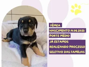 Cachorro raça SRD-ViraLata idade Abaixo de 2 meses nome Laila