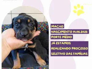 Cachorro raça SRD-ViraLata idade Abaixo de 2 meses nome Lobinho