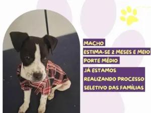Cachorro raça SRD-ViraLata idade 2 a 6 meses nome Max