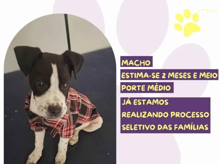 Cachorro ra a SRD-ViraLata idade 2 a 6 meses nome Max