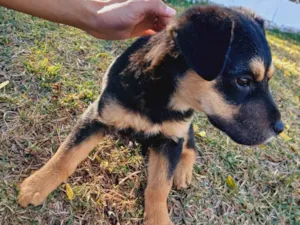 Cachorro raça Rottweiler idade Abaixo de 2 meses nome não tem 