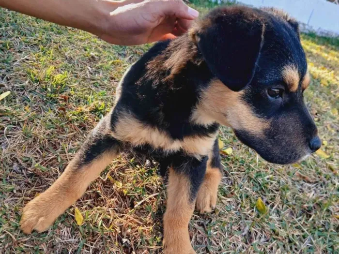 Cachorro ra a Rottweiler idade Abaixo de 2 meses nome não tem 