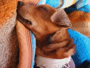 Cachorro raça SRD-ViraLata idade 2 a 6 meses nome Noah