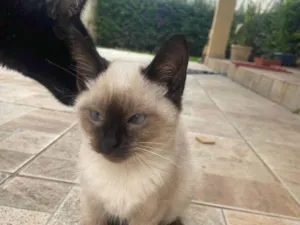 Gato raça SRD-ViraLata idade 2 a 6 meses nome Sem nome ainda