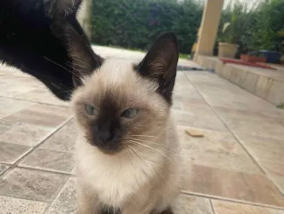 Gato raça SRD-ViraLata idade 2 a 6 meses nome Sem nome ainda