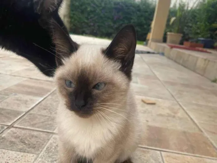 Gato ra a SRD-ViraLata idade 2 a 6 meses nome Sem nome ainda