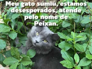 Gato raça Exótico idade 1 ano nome Peixan