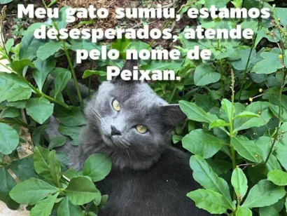 Gato raça Exótico idade 1 ano nome Peixan