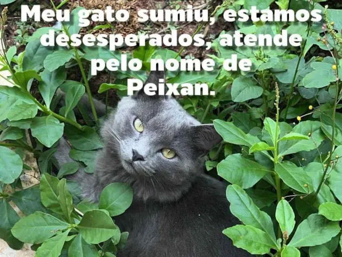 Gato ra a Exótico idade 1 ano nome Peixan