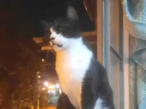 Gato raça SRD-ViraLata idade 2 anos nome Pantera