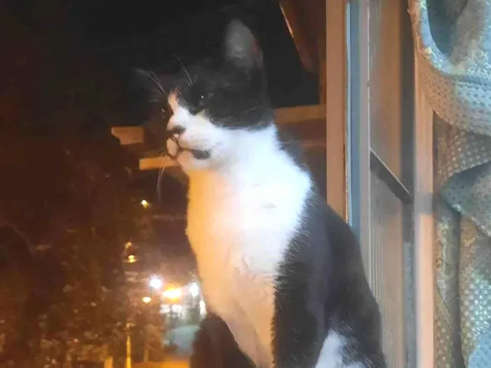 Gato ra a SRD-ViraLata idade 2 anos nome Pantera