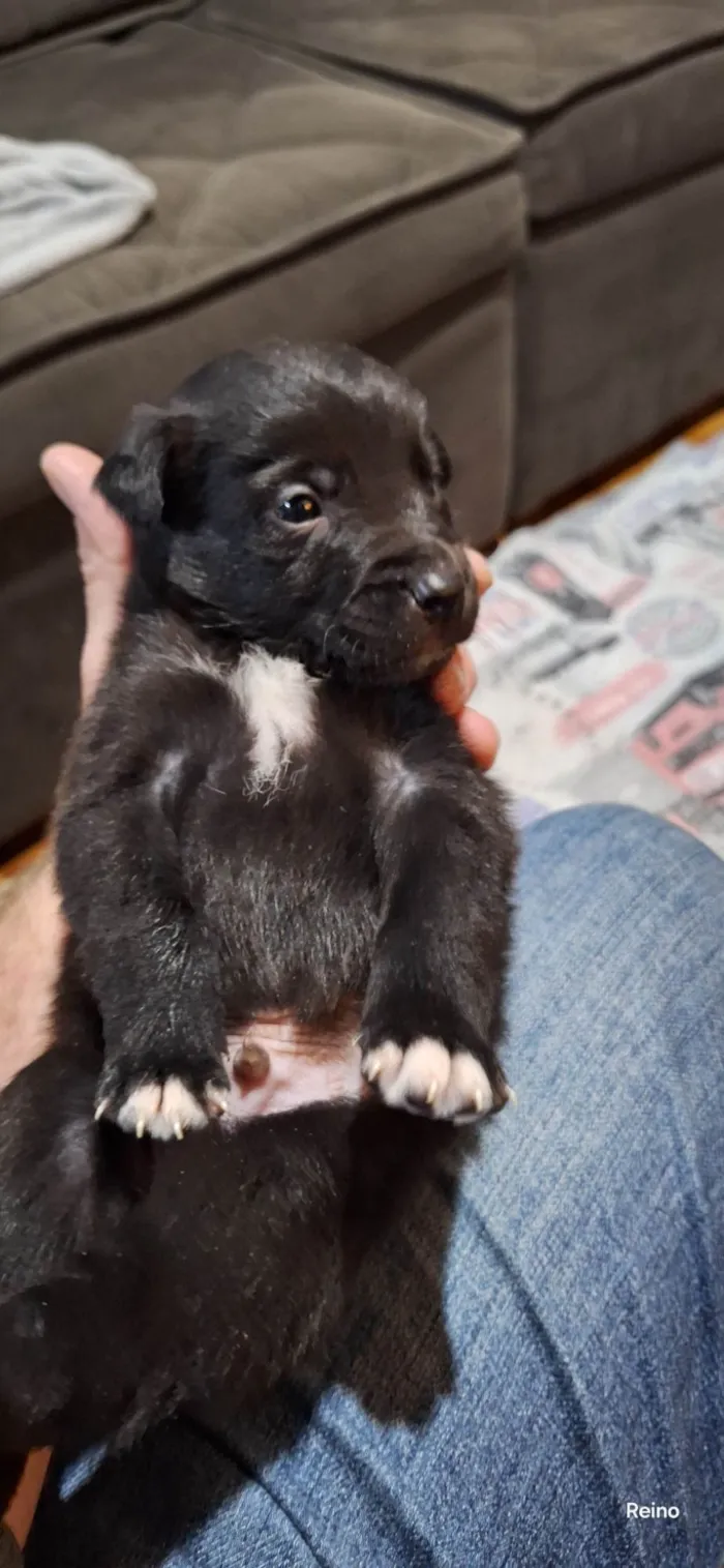 Cachorro ra a SRD-ViraLata idade Abaixo de 2 meses nome Flecha 