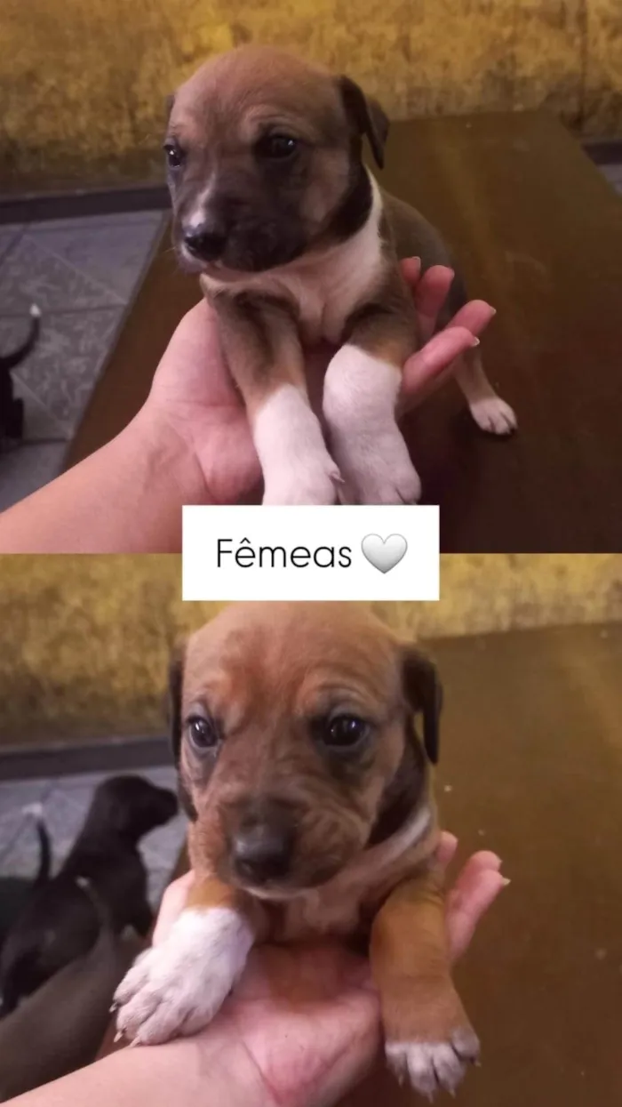 Cachorro ra a SRD-ViraLata idade Abaixo de 2 meses nome Ainda não tem nome