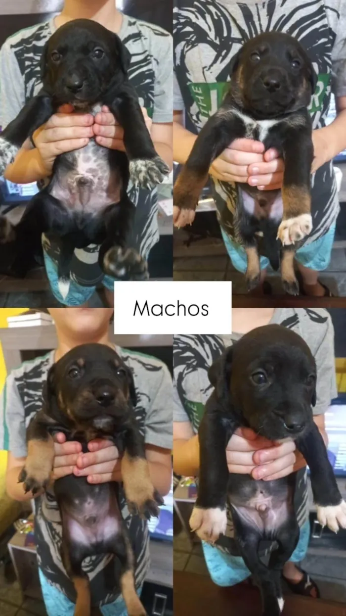 Cachorro ra a SRD-ViraLata idade Abaixo de 2 meses nome Ainda não tem nome