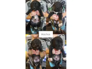 Cachorro raça SRD-ViraLata idade Abaixo de 2 meses nome Ainda não tem nome