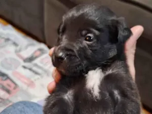 Cachorro raça SRD-ViraLata idade Abaixo de 2 meses nome Flecha 