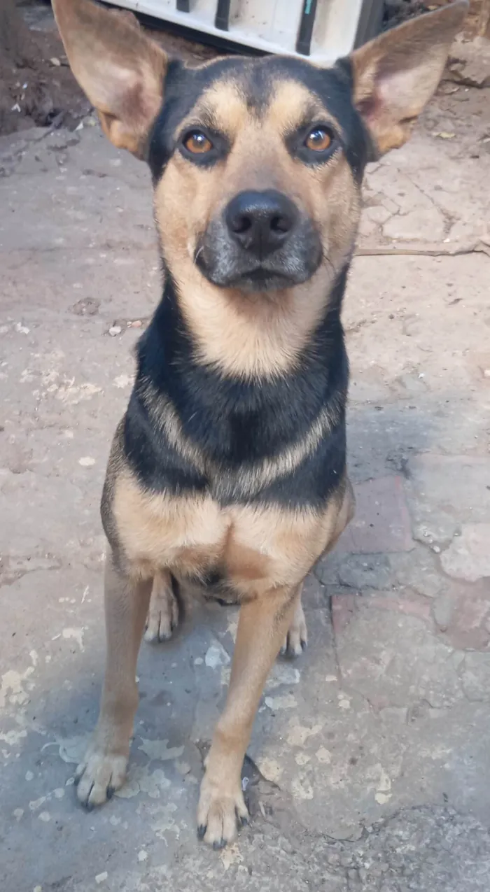 Cachorro ra a SRD-ViraLata idade 4 anos nome Tô 