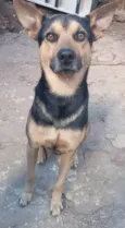 Tô