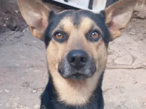 Cachorro raça SRD-ViraLata idade 4 anos nome Tô 