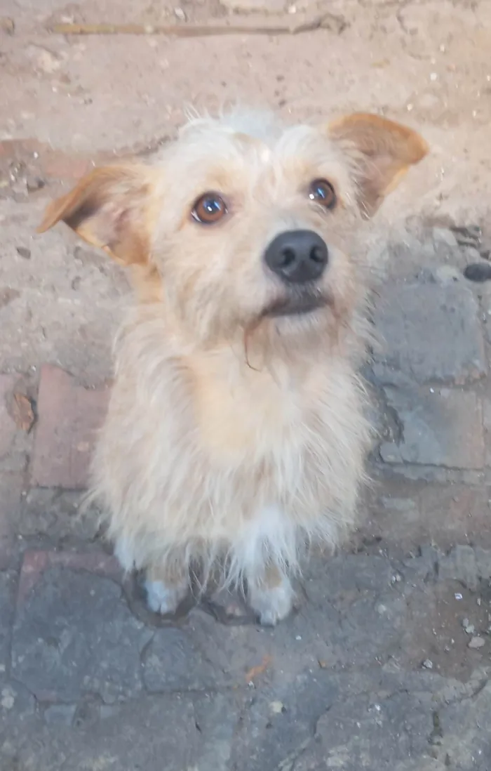 Cachorro ra a SRD-ViraLata idade 1 ano nome Floquinho 
