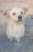 Floquinho