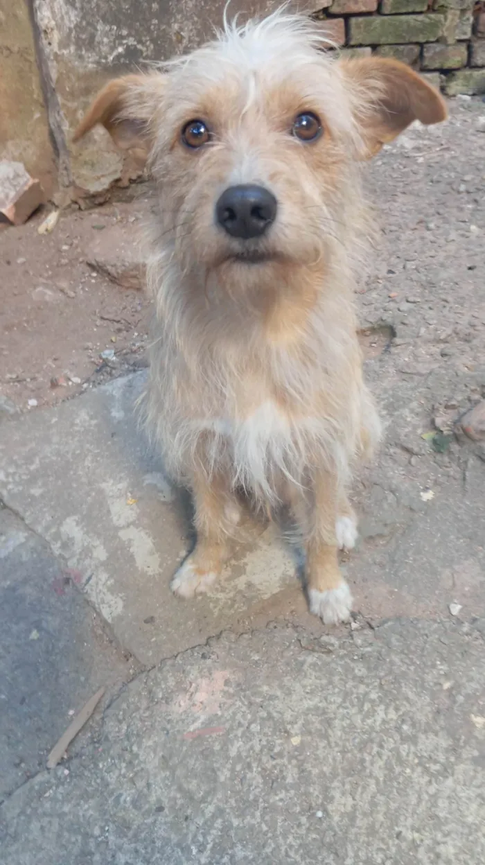 Cachorro ra a SRD-ViraLata idade 1 ano nome Floquinho 