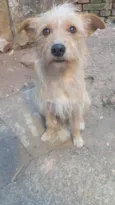 Floquinho