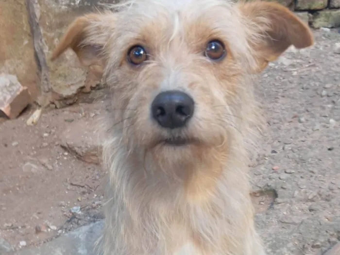 Cachorro ra a SRD-ViraLata idade 1 ano nome Floquinho 