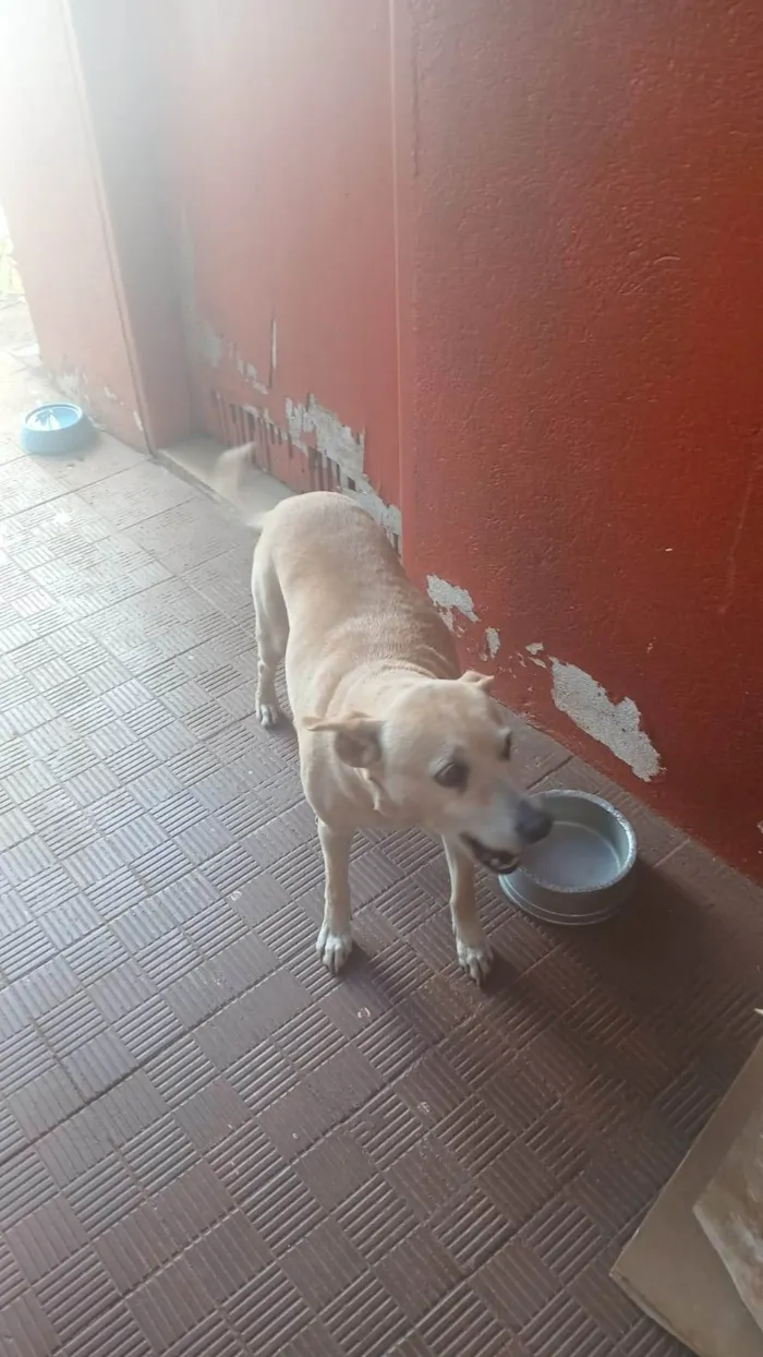 Cachorro ra a SRD-ViraLata idade 4 anos nome TITA