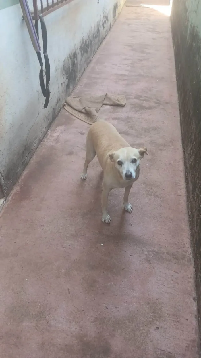 Cachorro ra a SRD-ViraLata idade 4 anos nome TITA