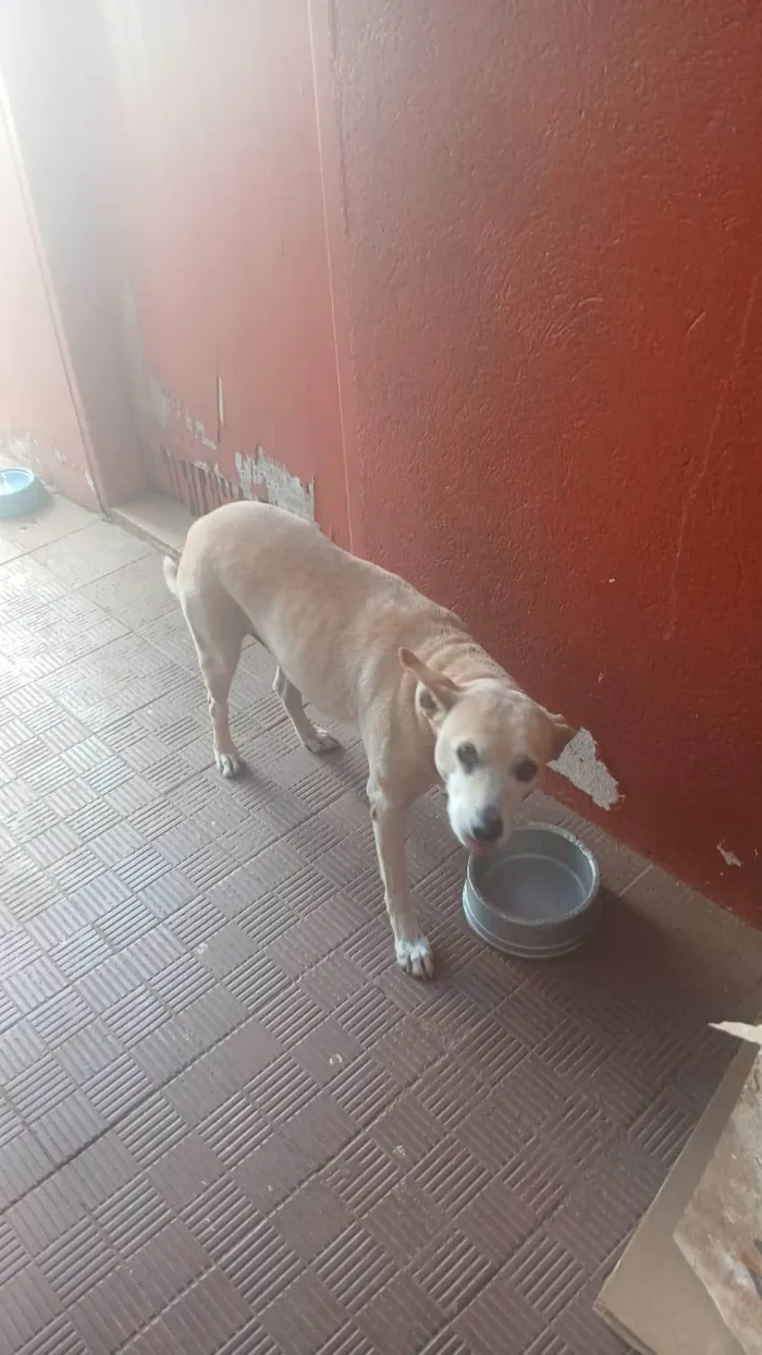 Cachorro ra a SRD-ViraLata idade 4 anos nome TITA
