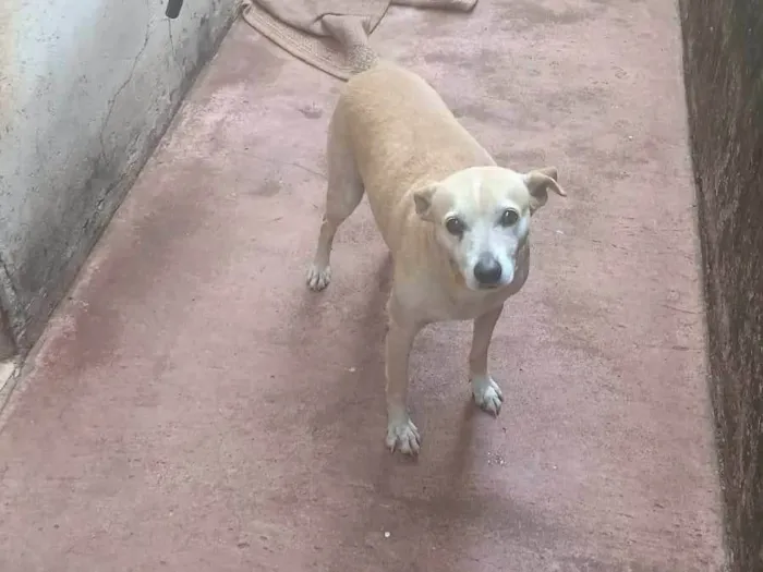 Cachorro ra a SRD-ViraLata idade 4 anos nome TITA