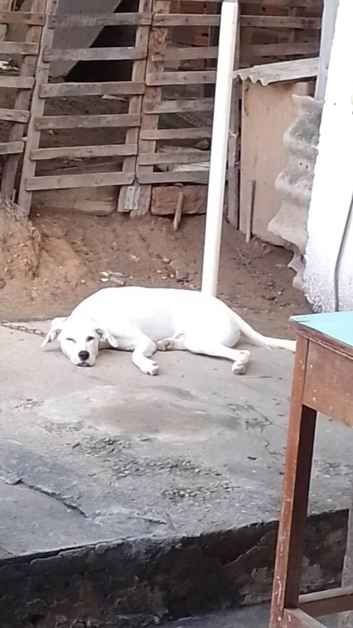Cachorro ra a SRD-ViraLata idade 1 ano nome MARLEY
