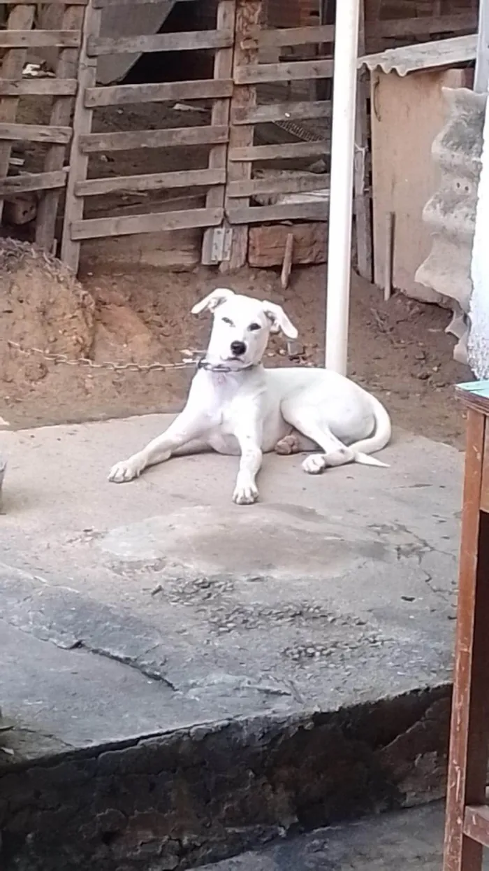 Cachorro ra a SRD-ViraLata idade 1 ano nome MARLEY