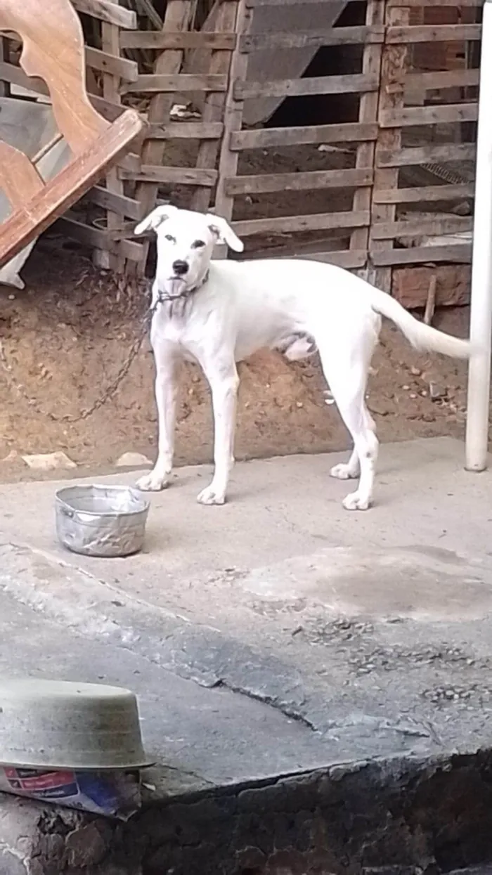 Cachorro ra a SRD-ViraLata idade 1 ano nome MARLEY
