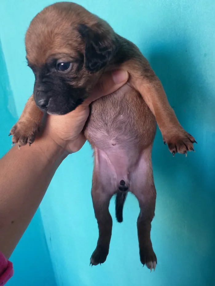 Cachorro ra a SRD-ViraLata idade Abaixo de 2 meses nome Luana